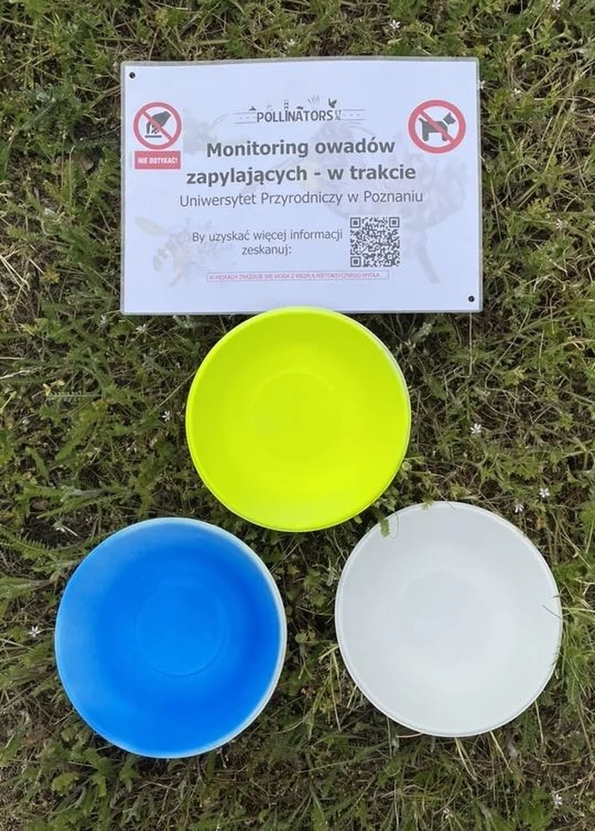 Nietypowe badania prowadzą naukowcy z Uniwersytetu Przyrodniczego w Poznaniu. Specjalne pułapki rozstawione na poboczach dróg mają wyłapywać owady zapylające. To miseczki z wodą i detergentem.