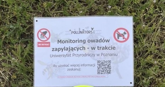 Nietypowe badania prowadzą naukowcy z Uniwersytetu Przyrodniczego w Poznaniu. Specjalne pułapki rozstawione na poboczach dróg mają wyłapywać owady zapylające. To miseczki z wodą i detergentem.