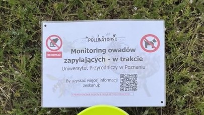 Badania naukowców nad owadami. Rozstawiono specjalne pułapki