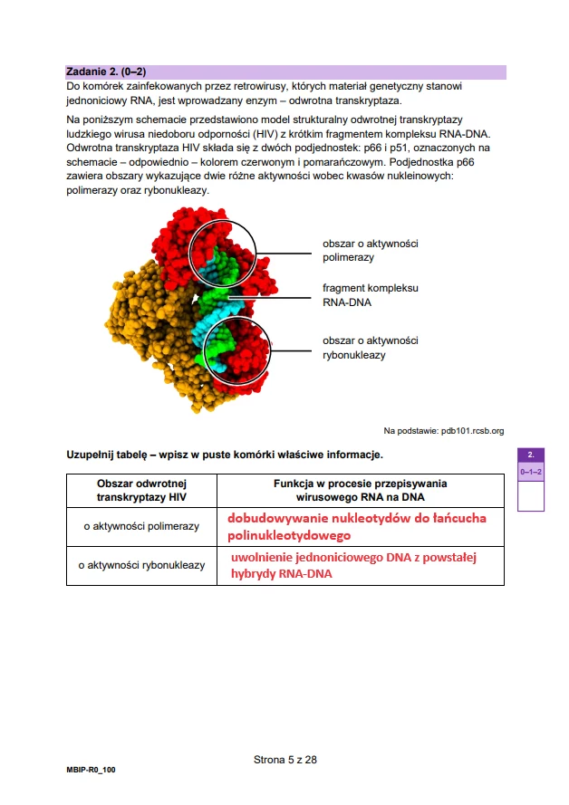 Matura 2024. Biologia - rozszerzenie. Arkusz CKE i odpowiedzi - strona 5