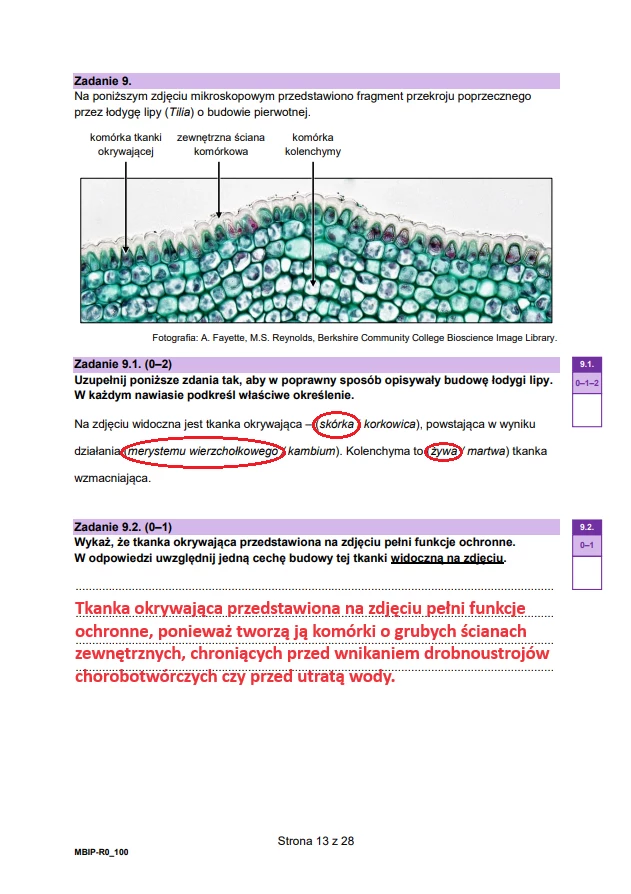 Matura 2024. Biologia - rozszerzenie. Arkusz CKE i odpowiedzi - strona 13