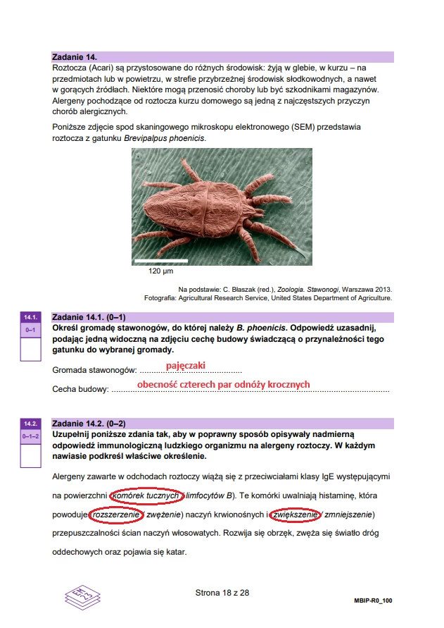 Matura 2024. Biologia - rozszerzenie. Arkusz CKE i odpowiedzi - strona 18