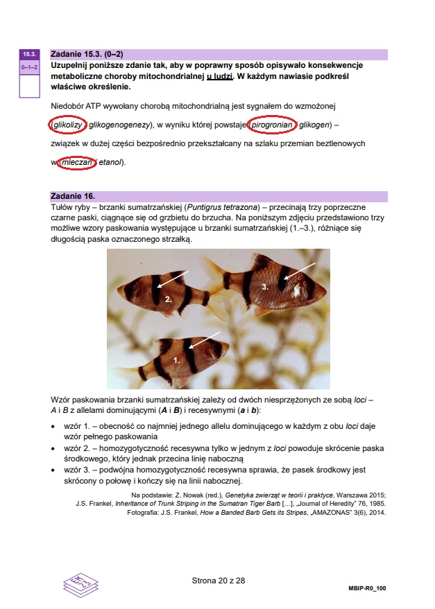 Matura 2024. Biologia - rozszerzenie. Arkusz CKE i odpowiedzi - strona 20