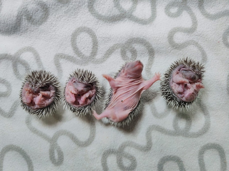 /Ekostraż /Facebook