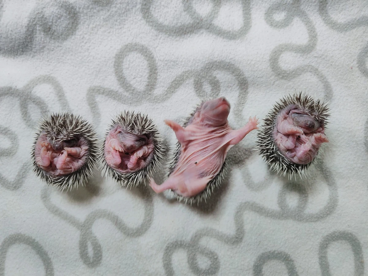 Dolnośląska Ekostraż apeluje o pomoc. Zaczyna się najbardziej niebezpieczny w roku okres dla jeży, bo wiele z nich pada ofiarą samochodów czy psów. Ostatnio dobrzy ludzie ocalili cztery jeżykowe sierotki, które straciły mamę. Dzięki nim maluchy trafiły pod opiekę do Ekostraży. Zobaczcie te słodkie zdjęcia. 
