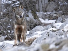 Sekrety śródziemnomorskiej przyrody