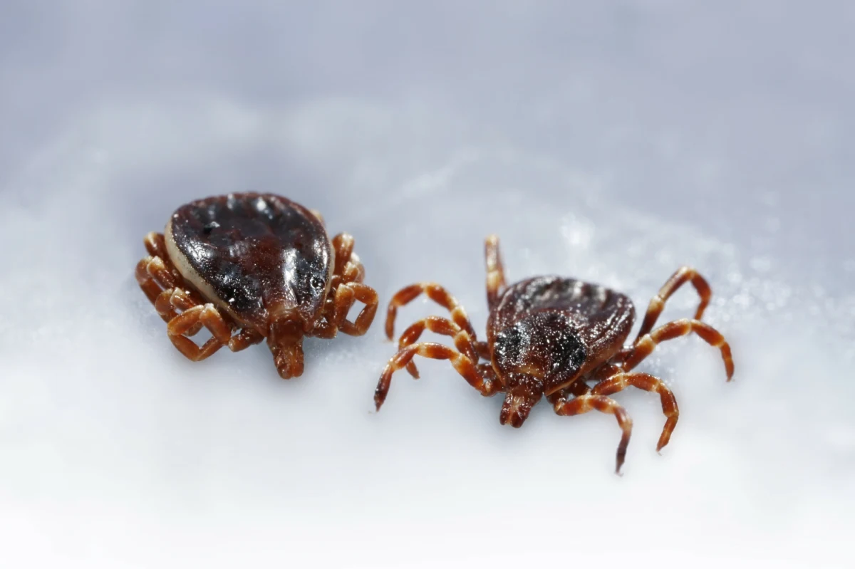 O egzotycznych kleszczach Hyalomma naukowcy mówią "długonoga bestyjka". Po wypiciu krwi ten pochodzący z Afryki kleszcz osiąga nawet 2 cm długości. "Biega szybko, śledzi ofiarę nawet przez kilkaset metrów" – opisuje prof. Anna Bajer i apeluje o pomoc w ustaleniu, czy kleszcze Hyalomma są już w Polsce.