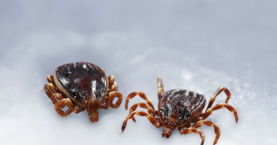 O egzotycznych kleszczach Hyalomma naukowcy mówią "długonoga bestyjka". Po wypiciu krwi ten pochodzący z Afryki kleszcz osiąga nawet 2 cm długości. "Biega szybko, śledzi ofiarę nawet przez kilkaset metrów" – opisuje prof. Anna Bajer i apeluje o pomoc w ustaleniu, czy kleszcze Hyalomma są już w Polsce.