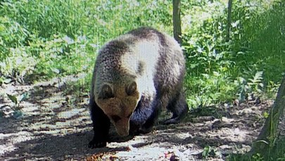 Uwaga, niedźwiedź niedaleko Tarnowa. Zdjęcia z fotopułapki