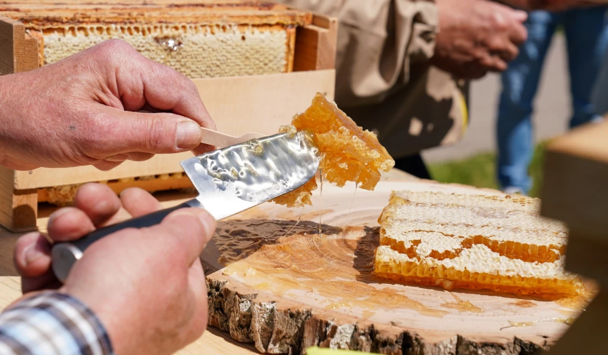 W środę odbyło się pierwsze wiosenne miodobranie z miejskiej pasieki w Białymstoku. Co roku w białostockiej pasiece pozyskuje się coraz więcej miodu.
