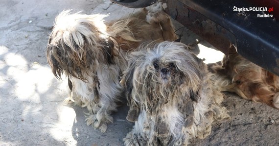 Policjanci z Raciborza wspólnie z przedstawicielami Ogólnopolskiego Towarzystwa Ochrony Zwierząt Animals odebrali właścicielowi 23 psy. Według lekarza weterynarii, zwierzęta utrzymywane były w stanie zagłodzenia, nieleczonych chorób i w niewłaściwym pomieszczeniu, nie miały zapewnionych warunków odpowiadających ich potrzebom.

