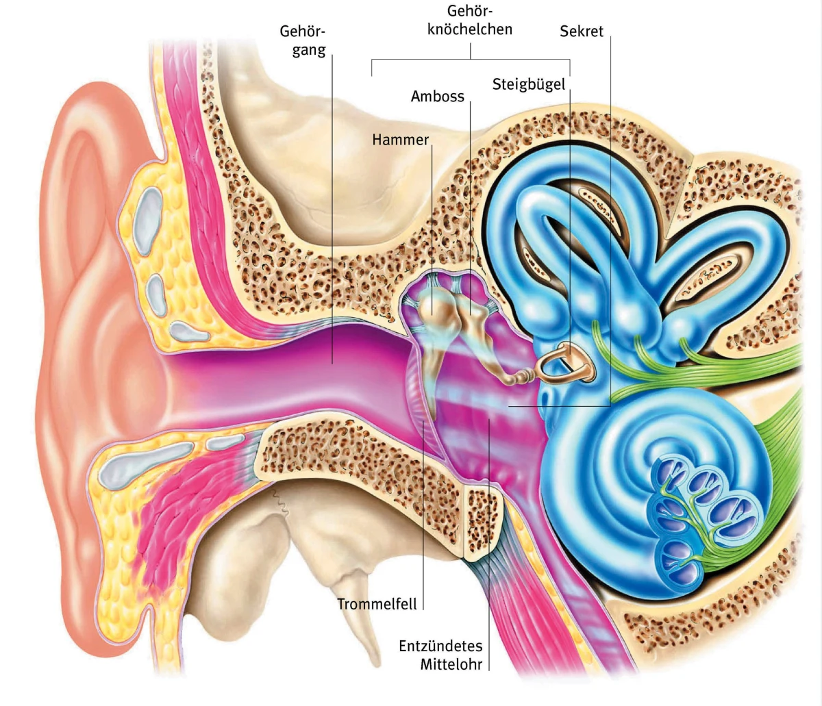 …. ………. …… .. ……. …. 