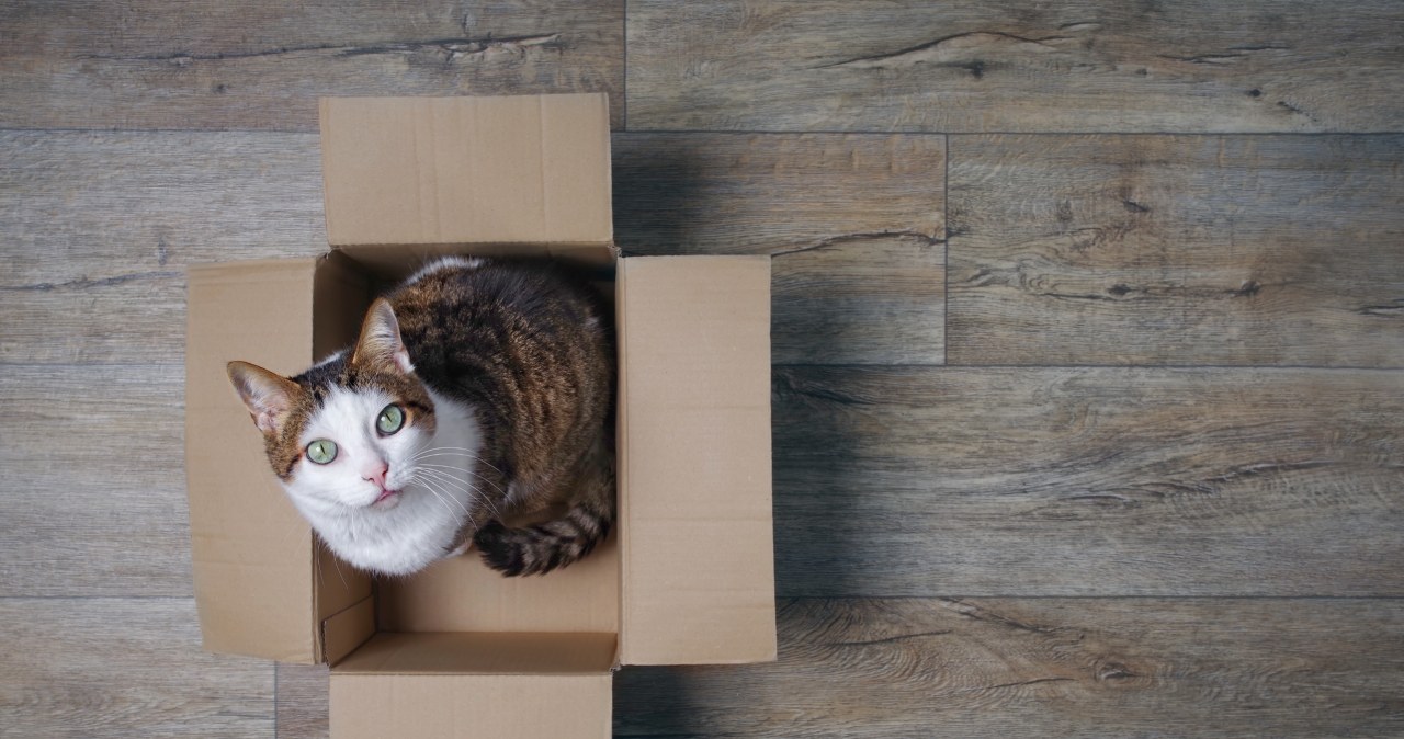 Dlaczego koty kochają pudełka? Kartony dają im kontrolę i przewagę