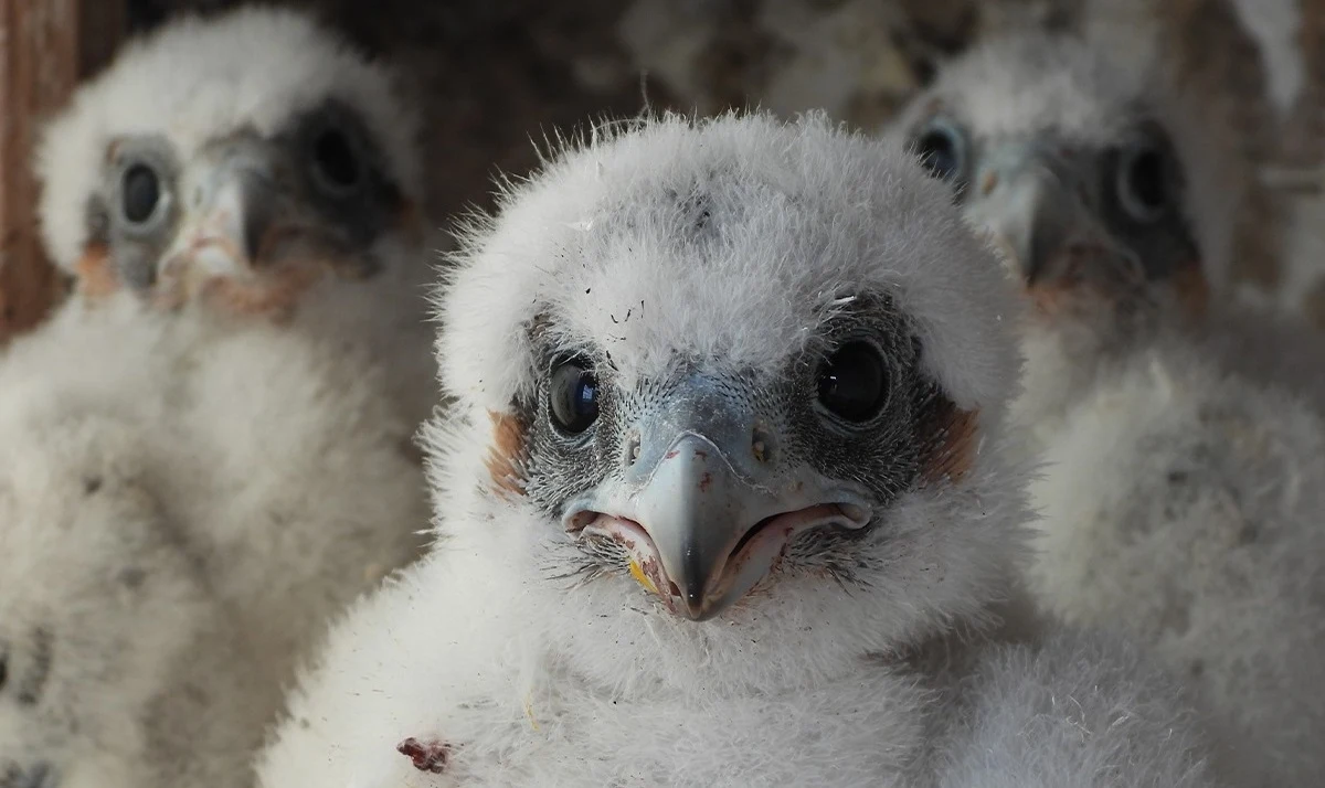Już 14 pisklę sokołów wędrownych mieszkających na terenie Elektrowni Bełchatów zostało zaobrączkowane. Jak poinformowała w czwartek rzeczniczka PGE Górnictwo i Energetyka Konwencjonalna Sandra Apanasionek, samiczka przyszła na świat na terenie Elektrowni Bełchatów wczesną wiosną.