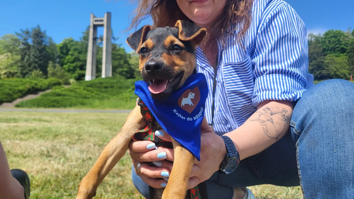 Poznańska Cytadela będzie w ten weekend polem zmagań psów oraz ich właścicieli. Trwają zawody "Latających Psów", czyli konkurs w łapaniu frisbee przez psy. Największą popularnością co roku cieszy się konkurencja freestyle.