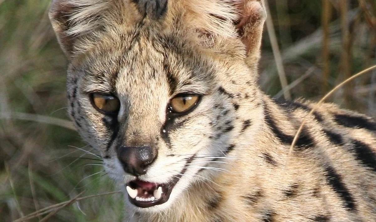 Z domowej hodowli w Długomiłowicach uciekł serwal afrykański. Jak informuje serwis gminy Reńska Wieś (Opolskie) kot jest oswojony, ale płochliwy.