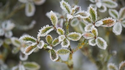 Ogromne straty sadowników. Ucierpiały wszystkie gatunki owoców