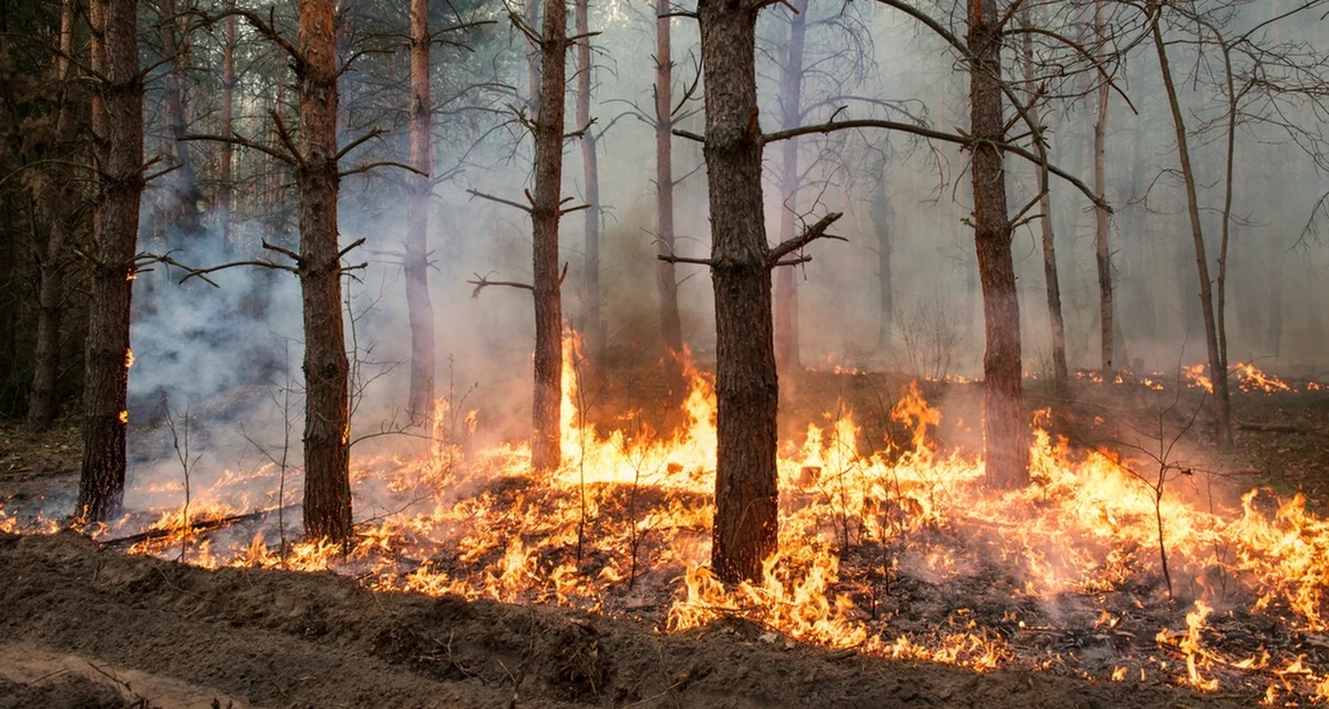 Praktycznie na terenie całej Polski obowiązuje duże zagrożenie pożarowe w lasach. Sytuacja jest na tyle poważna, że Rządowe Centrum Bezpieczeństwa wysłało alert do mieszkańców sześciu województw. Leśnicy wprost przyznają, że warunki mogą sprzyjać błyskawicznemu rozprzestrzenianiu się ognia.