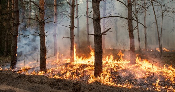 Praktycznie na terenie całej Polski obowiązuje duże zagrożenie pożarowe w lasach. Sytuacja jest na tyle poważna, że Rządowe Centrum Bezpieczeństwa wysłało alert do mieszkańców sześciu województw. Leśnicy wprost przyznają, że warunki mogą sprzyjać błyskawicznemu rozprzestrzenianiu się ognia.