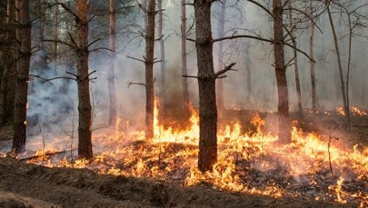 Ostrzeżenie przed pożarami w lasach. Ogień może się rozprzestrzeniać błyskawicznie