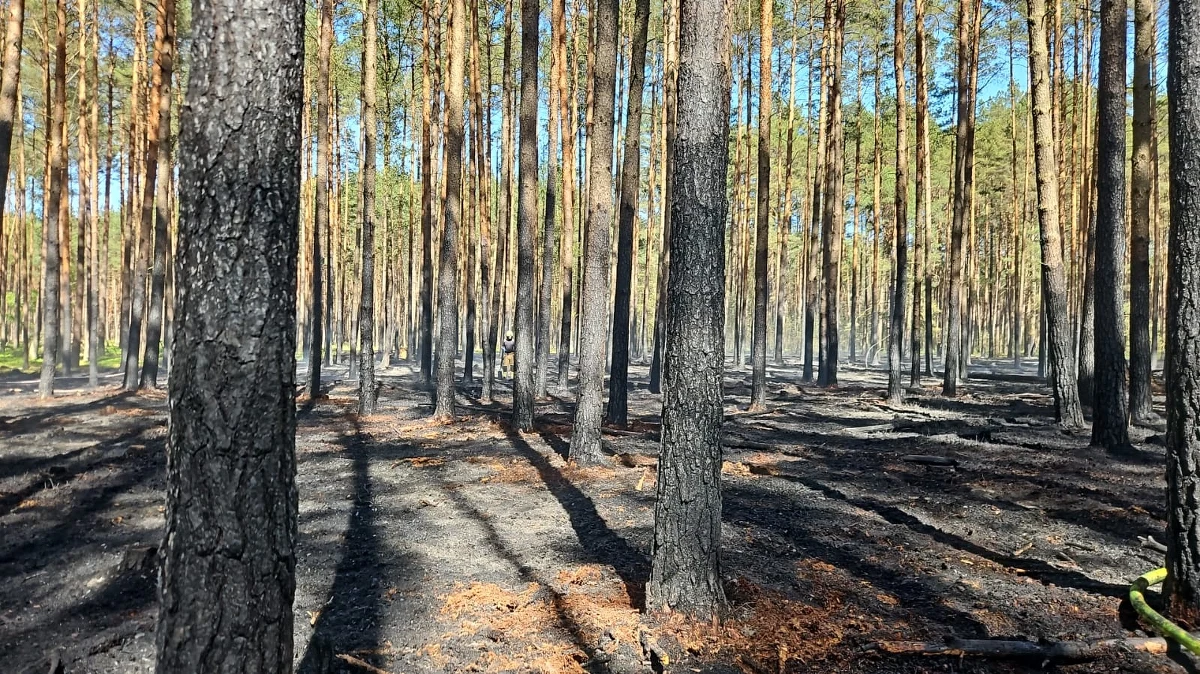 Pożar na terenie Parku Narodowego "Bory Tucholskie" na Pomorzu. W akcję gaśniczą zaangażowanych jest około 100 strażaków.