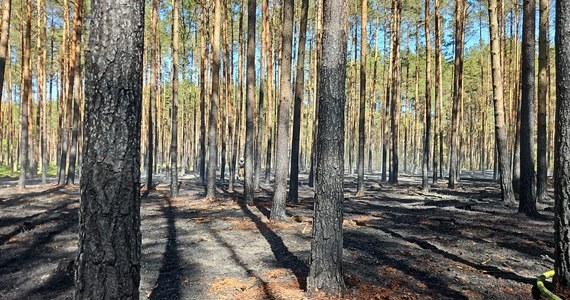 Pożar na terenie Parku Narodowego "Bory Tucholskie" na Pomorzu. W akcję gaśniczą zaangażowanych jest około 100 strażaków.