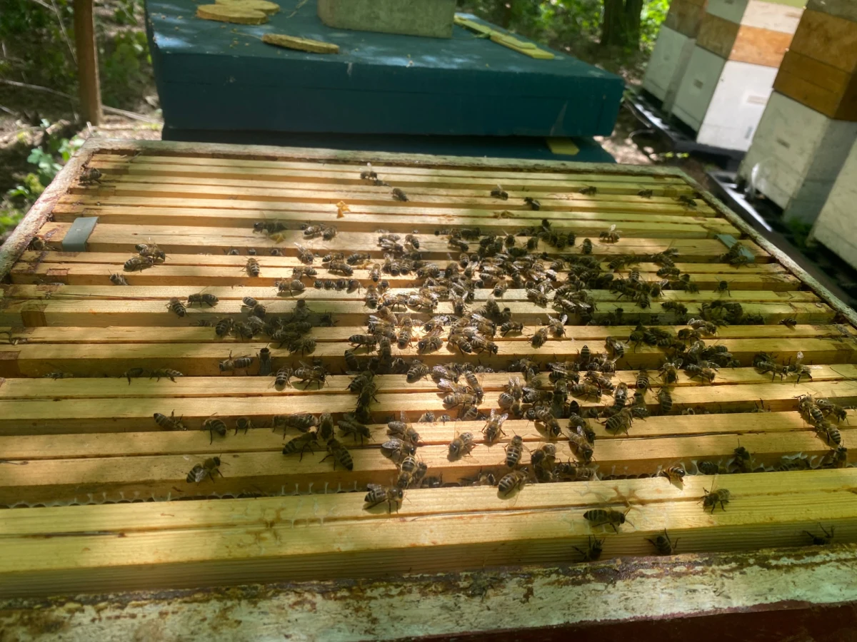 Wiosna przyszła w tym roku wcześniej niż w poprzednich latach. I chodzi nie tylko o przyspieszoną wegetację roślin. Wcześniej do pracy przystąpiły też pszczoły. Co teraz, w drugiej połowie maja, dzieje się w ulu? To sprawdzimy w pasiece na Mazowszu.