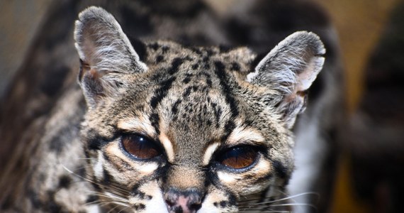 Nowi mieszkańcy w poznańskim ogrodzie zoologicznym! To żubry, żuraw oraz ocelot nadrzewny Mimi. Ten ostatni przywędrował do Poznania z Francji. Jak się okazuje, to mała akrobatka.