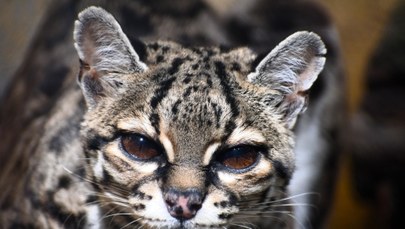 Mimi i jej akrobatyczne zdolności. Nowi mieszkańcy poznańskiego ZOO. 