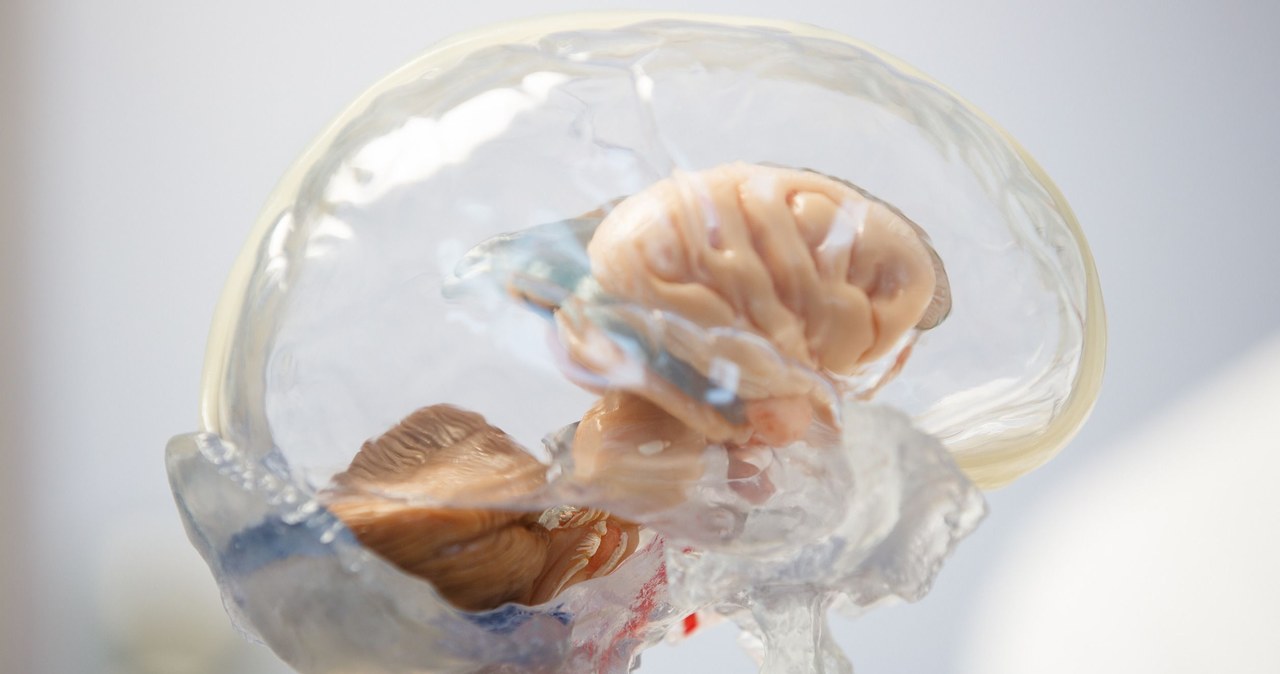 Naukowcy z Chin opracowali nową "miksturę", która umożliwia dosłownie przywrócenie tkanki mózgowej do działania po wcześniejszym zamrożeniu, nawet na 18 miesięcy. 