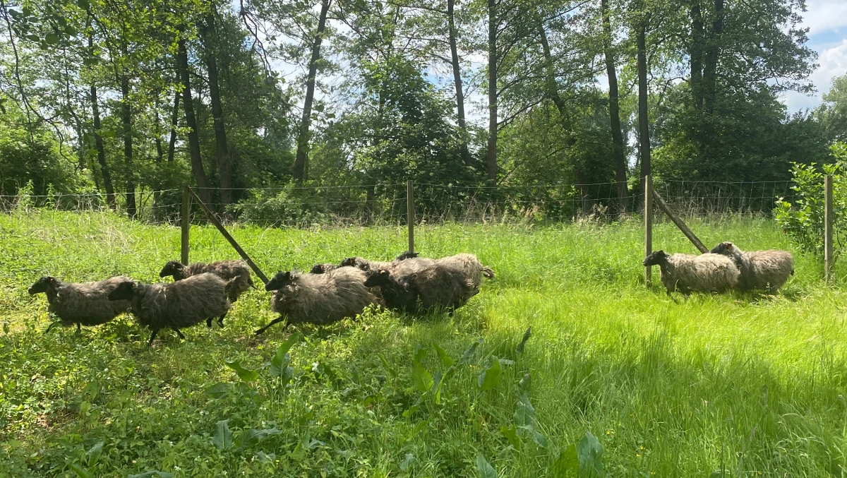 Od trzech tygodni w warszawskim parku Arkadia, części Muzeum w Nieborowie i Arkadii, pracuje stado owiec wrzosówek. To powrót do tradycji z XVIII wieku, kiedy właśnie tę rasę wprowadziła właścicielka posiadłości, Helena Radziwiłłowa. Wtedy owce zdobiły romantyczny ogród, przechadzając się z dzwoneczkami na szyi. Dziś, oczywiście bez dzwoneczków, dbają o ogrodową trawę i cieszą oczy zwiedzających.