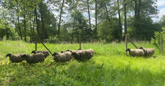 Od trzech tygodni w warszawskim parku Arkadia, części Muzeum w Nieborowie i Arkadii, pracuje stado owiec wrzosówek. To powrót do tradycji z XVIII wieku, kiedy właśnie tę rasę wprowadziła właścicielka posiadłości, Helena Radziwiłłowa. Wtedy owce zdobiły romantyczny ogród, przechadzając się z dzwoneczkami na szyi. Dziś, oczywiście bez dzwoneczków, dbają o ogrodową trawę i cieszą oczy zwiedzających.
