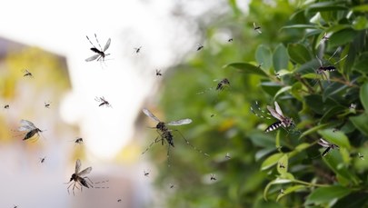 Plaga komarów w Chorwacji. Drony nową bronią