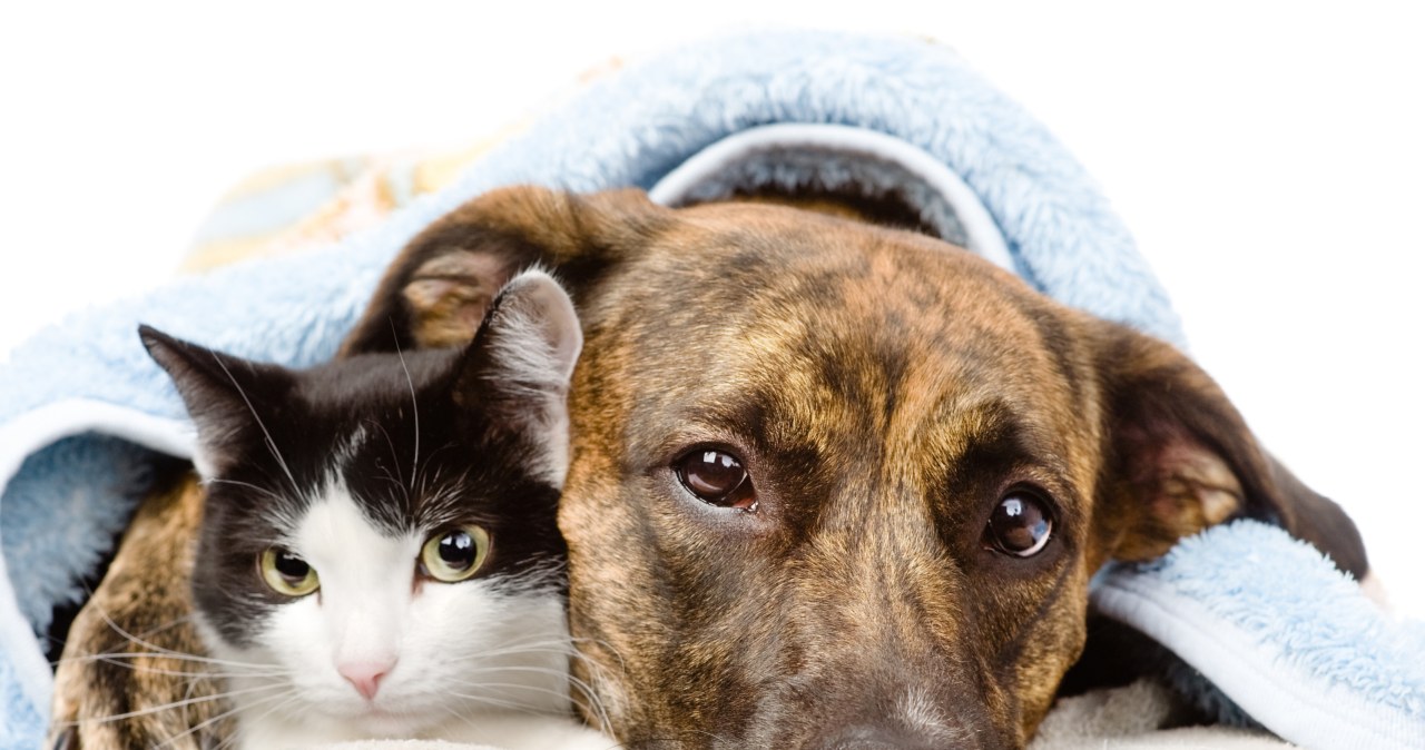 Obowiązkowe chipowanie psów i kotów. Jest zielone światło od rządu