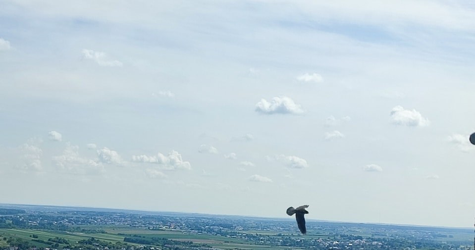  Lubelskie sokoły dostały plecaki. Internauci zaniepokojeni