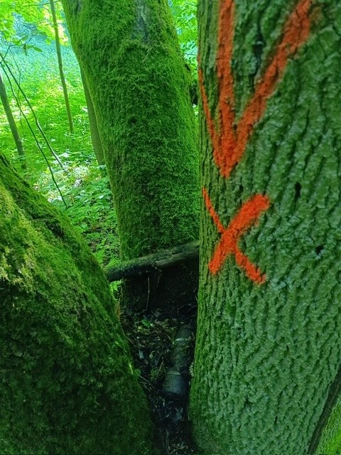 /KPP Tomaszów Lubelski /Policja