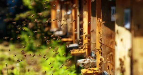 W najbliższych dniach w Rzeszowie staną tablice informujące o chorobie pszczół: zgnilcu amerykańskim, która atakuje larwy tych owadów. Urzędnicy uspokajają: choroba nie jest groźna ani dla ludzi, ani dla zwierząt.