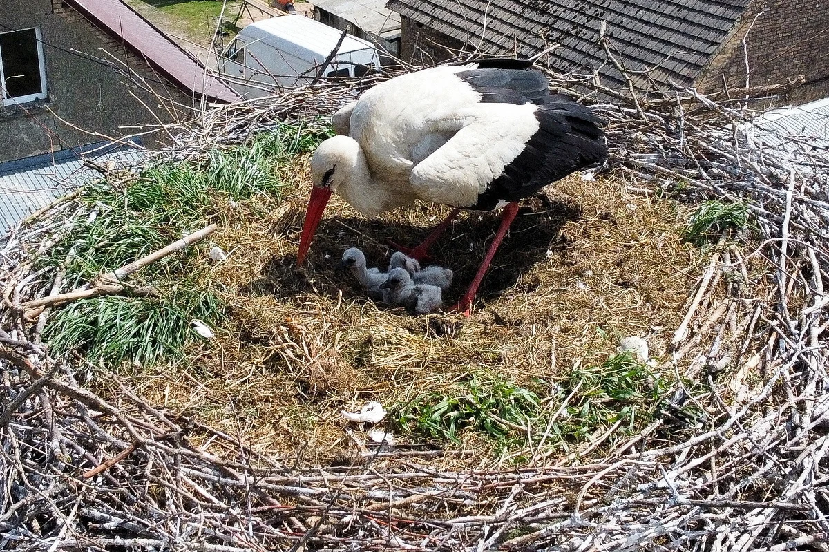 W bocianiej wiosce Żywkowo podczas cofania autem kobieta uderzyła w słup, na którym było bocianie gniazdo. Siła uderzenia była tak duża, że wypadło z niego pisklę. Nieopierzonego malca z powrotem do gniazda włożyli strażacy. Na razie rodzice się nim opiekują.

