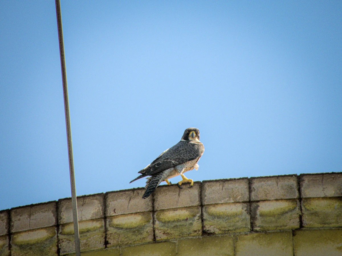 ​Młode sokoły wędrowne z gniazda na kominie Elektrowni Dolna Odra dostały już obrączki. Z pięciu złożonych jaj parze sokołów udało się odchować dwa pisklaki. Jak stwierdzili to obrączkujący ptaki sokolnicy, w gnieździe w Gryfinie mieszkają dwie młode samiczki.