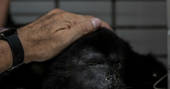 45-stopniowe upały w Meksyku zbierają śmiertelne żniwo nie tylko wśród ludzi, ale też zwierząt. Pierwszymi ofiarami są małpy, które - jak podają tamtejsze media - martwe spadają z drzew.  