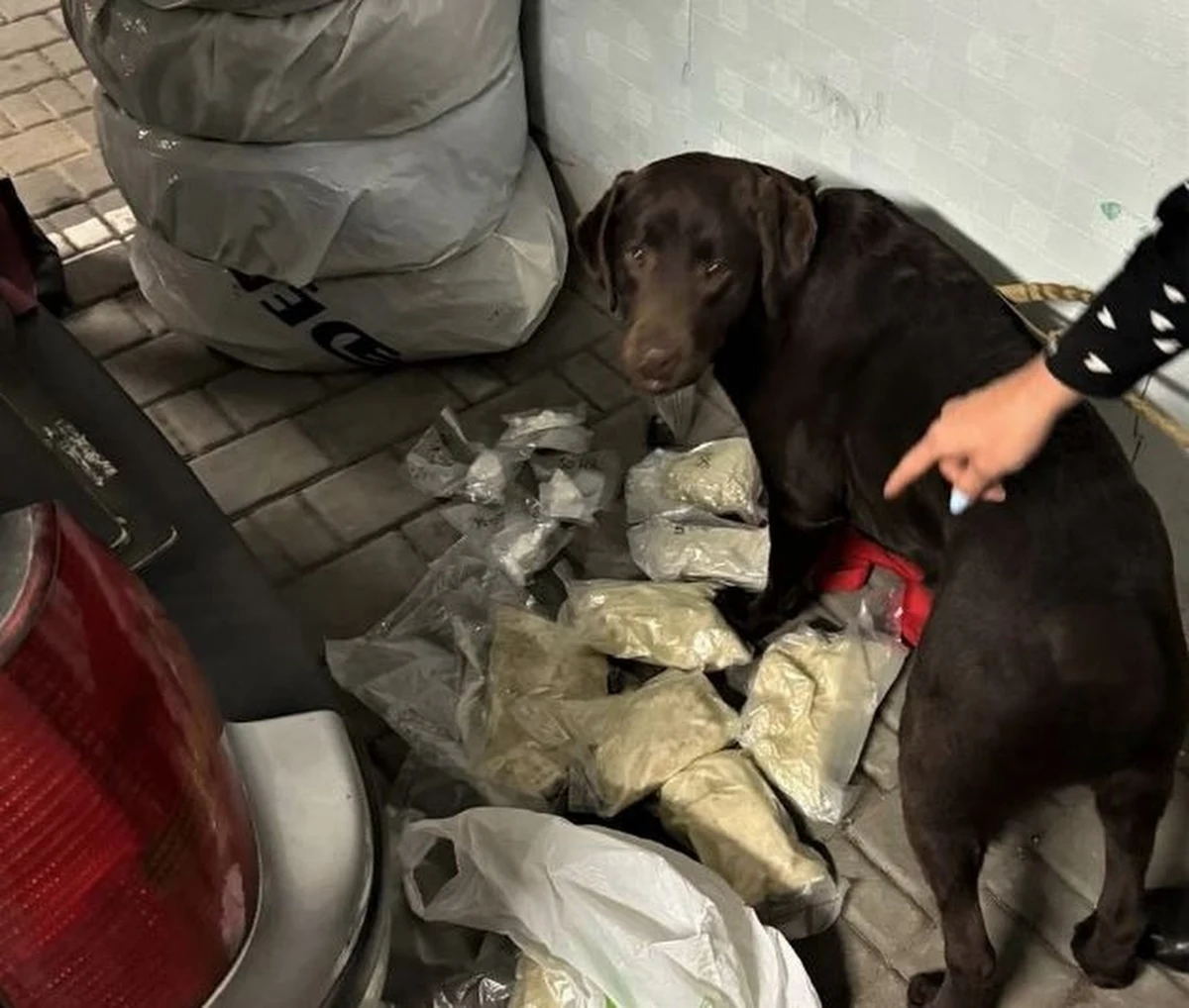 Blisko 21 kilogramów marihuany, 7 kilogramów mefedronu oraz 240 gramów kokainy przejęli krakowscy policjanci w mieszkaniach dwóch dilerów narkotyków. Środki odurzające wykryła suczka Suzi, która wywąchała podejrzany zapach w samochodzie przestępców, pod paczkami z czipsami.
