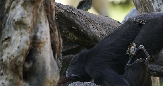 Poruszający widok w zoo w hiszpańskiej Walencji. Szympansica, która straciła trzy miesiące temu dziecko, nie chce się z nim rozstać. 