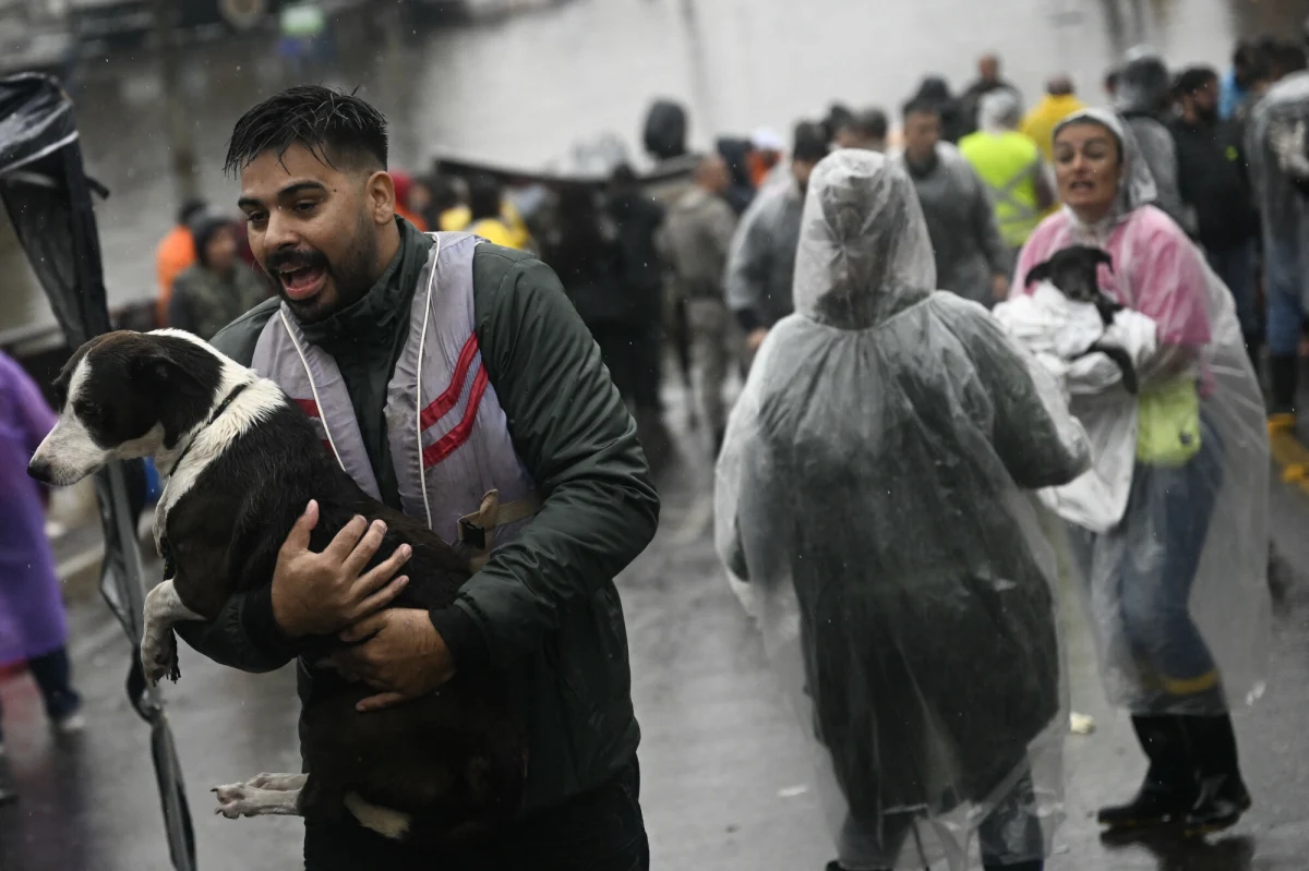 Ponad 12 tys. zwierząt, zarówno dzikich, jak i domowych, zostało uratowanych podczas powodzi na południu Brazylii spowodowanej intensywnymi opadami deszczu. Część z nich trafi do rodzin zastępczych, które zgłosiły się poprzez sieci społecznościowe.