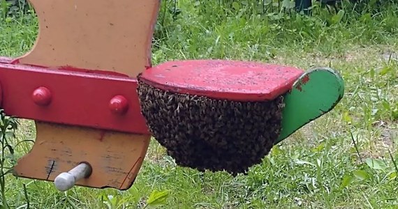 Rój pszczół osiadł na huśtawce na placu zabaw w Gdańsku. W porę zauważyła to mama, która przyszła z dzieckiem. Zaalarmowała straż miejską. Ostatecznie rój sprawnie zebrał pszczelarz.