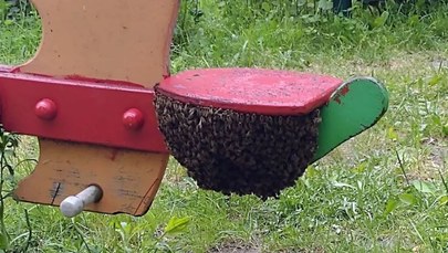 Rój pszczół na huśtawce. Mama w porę go zobaczyła