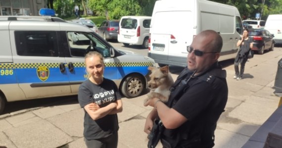 Co najmniej trzy godziny spędził w rozgrzanym samochodzie pies, na pomoc któremu ruszyli strażnicy miejscy ze Szczecina. Właścicielka psa zostawiła zwierzę w aucie zaparkowanym w pełnym słońcu. Służby oraz inspektorów Towarzystwa Opieki nad Zwierzętami zaalarmowali przechodnie.