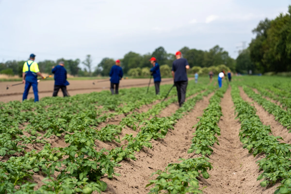 Na obrzeżach Wrocławia, na terenach Uniwersytetu Przyrodniczego, powstała farma miejska. Zebrane na niej warzywa będą trafiać do żłobków. Skorzystają nie tylko najmłodsi, bo na farmie znalazły zatrudnienie osoby wykluczone społecznie.

