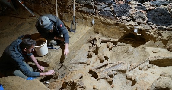 Na dużej wielkości kości natrafił właściciel winnicy w Austrii podczas przebudowy piwniczki na wino. Naukowcy mówią o sensacyjnym znalezisku archeologicznym. Okazało się bowiem, że są to kości mamutów sprzed 40 000 lat.