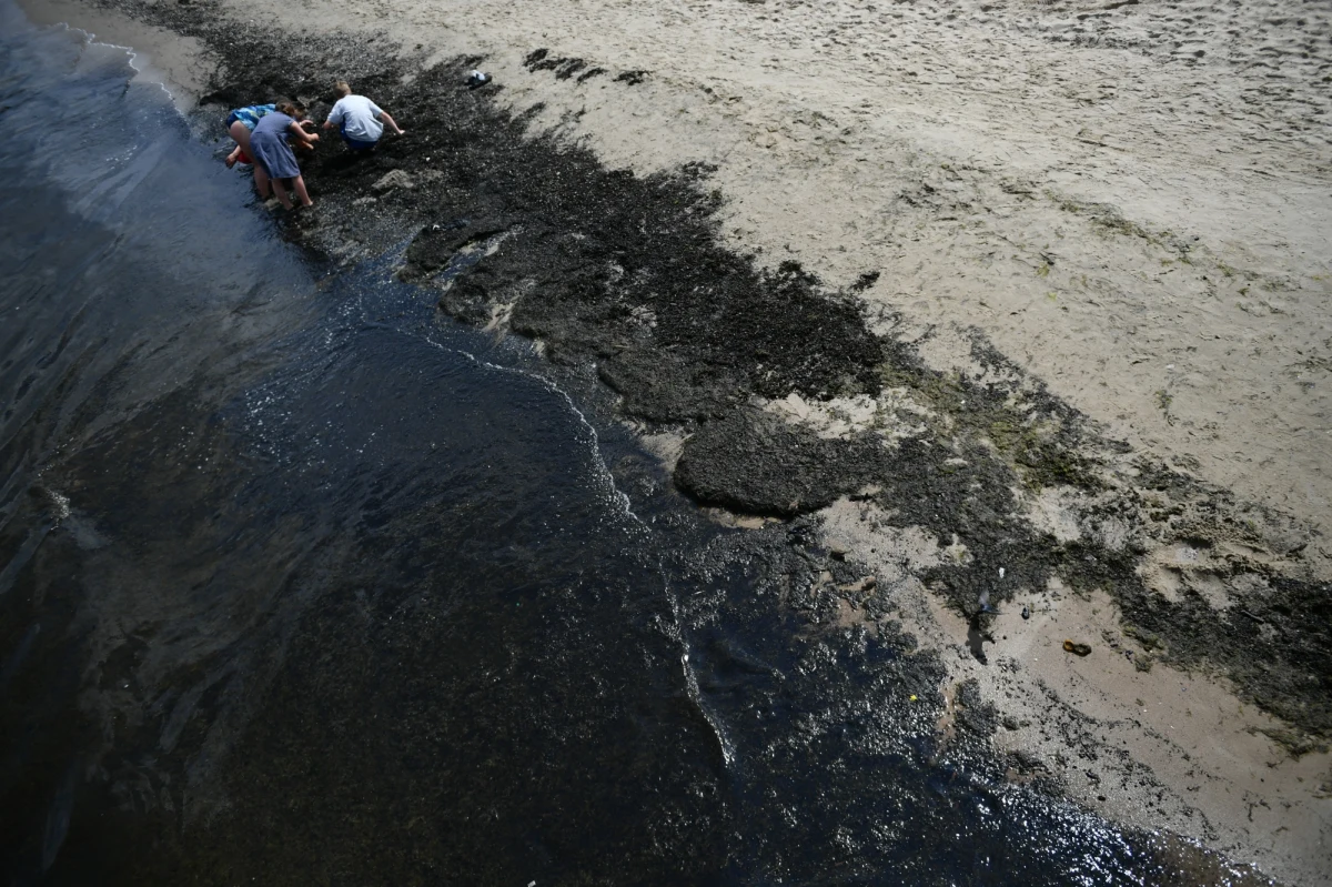 Gdy na plaży możemy zobaczyć powiewającą czerwoną flagę - nawet mimo pięknej pogody - wtedy najczęściej powodem są sinice. Aktywiści z Gdyni chcą, żeby do osób przebywających w nadmorskich miejscowościach przychodziły smsowe alerty RCB ostrzegające przed sinicami.