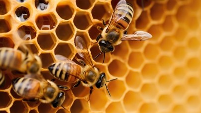 ​Niezwykłe zdolności pszczół. Odkryj ich sekrety na Copernicus Festival